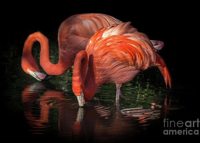 Black Background Greeting Card featuring the photograph Flamingo Reflection by Liesl Walsh
