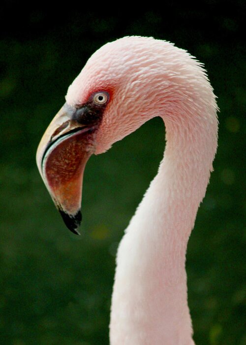 Flamingo Greeting Card featuring the photograph Flamingo by Sarah Lilja