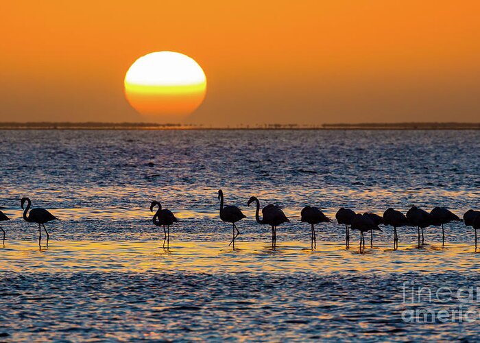 Africa Greeting Card featuring the photograph Flamingo Sunset by Inge Johnsson