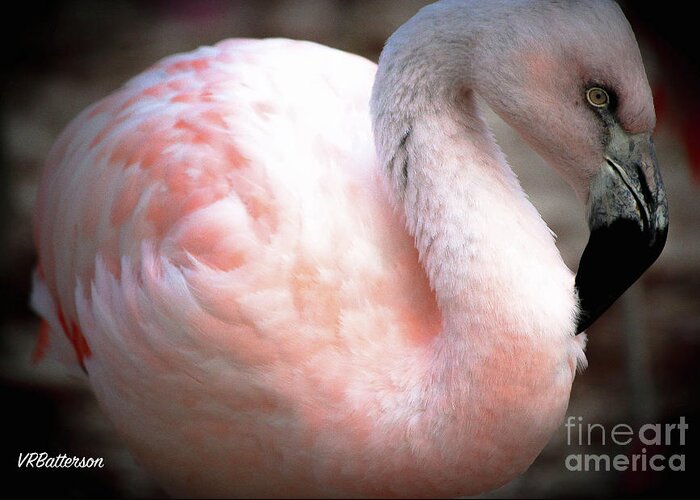 Flamingo Greeting Card featuring the photograph Flamingo Two Memphis Zoo by Veronica Batterson