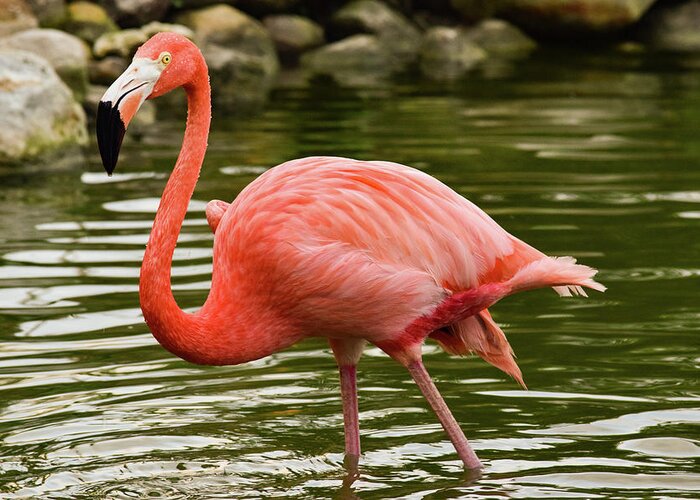 Flamingo Greeting Card featuring the photograph Flamingo Wades by Nicole Lloyd