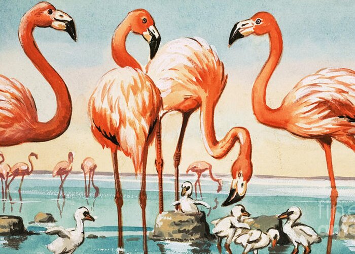 Flamingo Greeting Card featuring the painting Flamingoes by English School