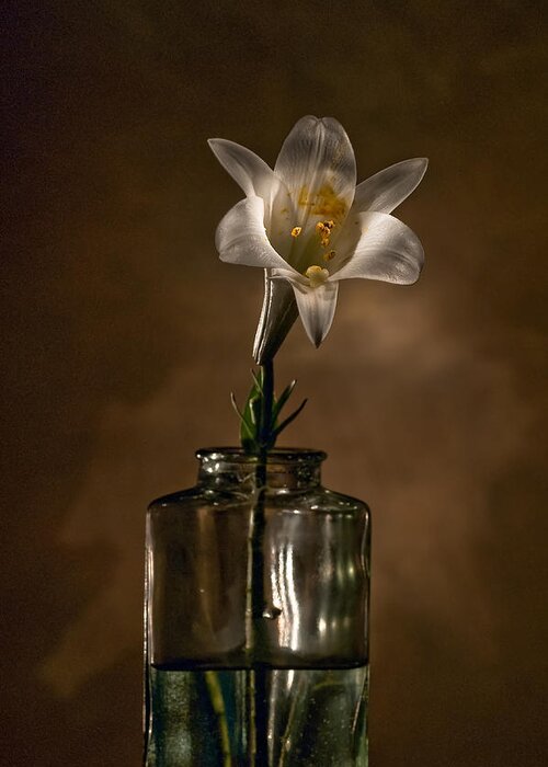 Flower Greeting Card featuring the photograph Flashlight Series Easter Lily 3 by Lou Novick