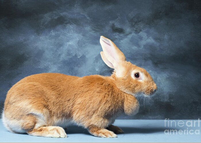 Animal Greeting Card featuring the photograph Flemish Giant Rabbit by Les Palenik