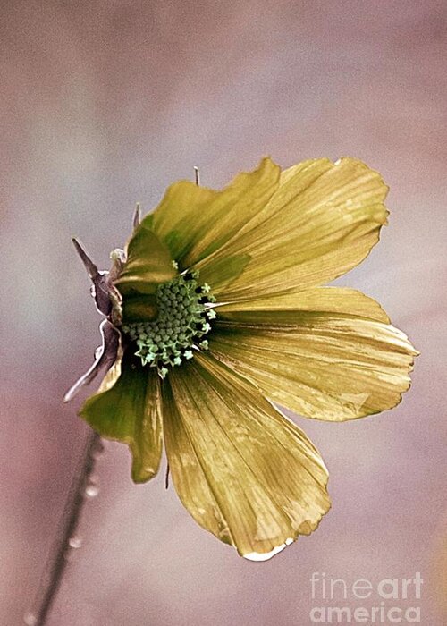 yellow Poppy Poppy Greeting Card featuring the photograph Fleurina 02 - 14b by Variance Collections