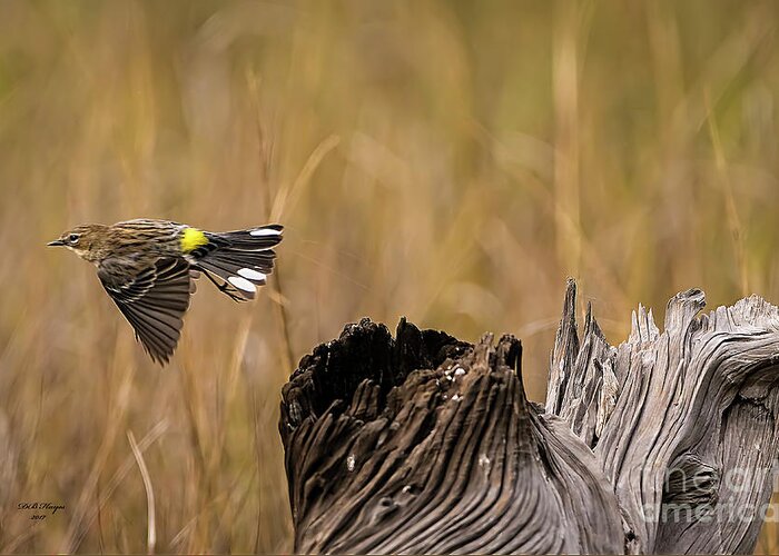 Warbler Greeting Card featuring the photograph Flight Of The Driftwood Butterbutt by DB Hayes