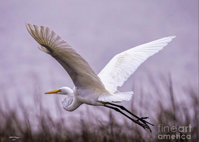Egret Greeting Card featuring the photograph Flight Of The Great Egret by DB Hayes