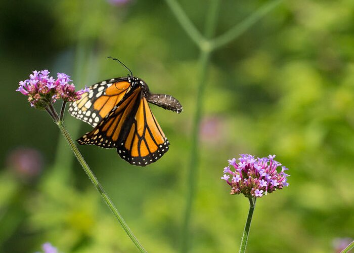 Monarch Greeting Card featuring the photograph Flight of the Monarch 2 by Brian Hale