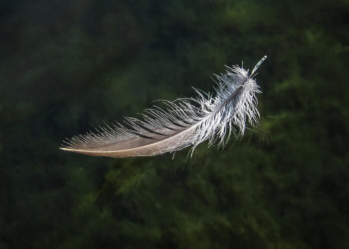 From My Kayak Greeting Card featuring the photograph Floating Feather by Louise Lindsay
