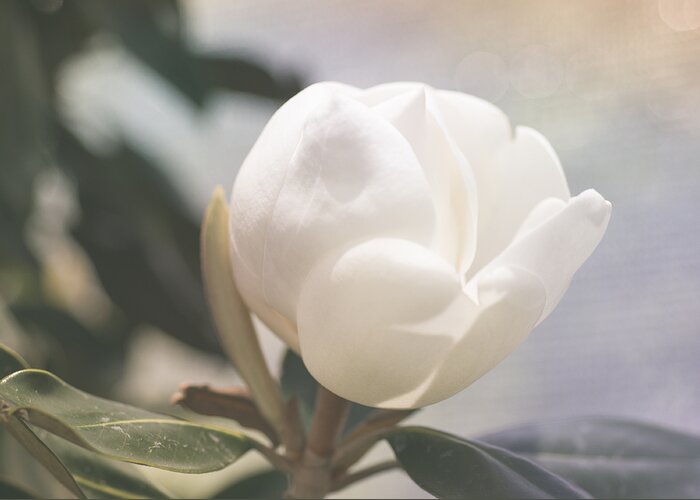 Floating Magnolia Greeting Card featuring the photograph Floating Magnolia by Christi Kraft
