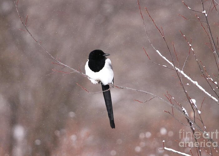Floating Magpie Greeting Card featuring the photograph Floating Magpie by Alyce Taylor