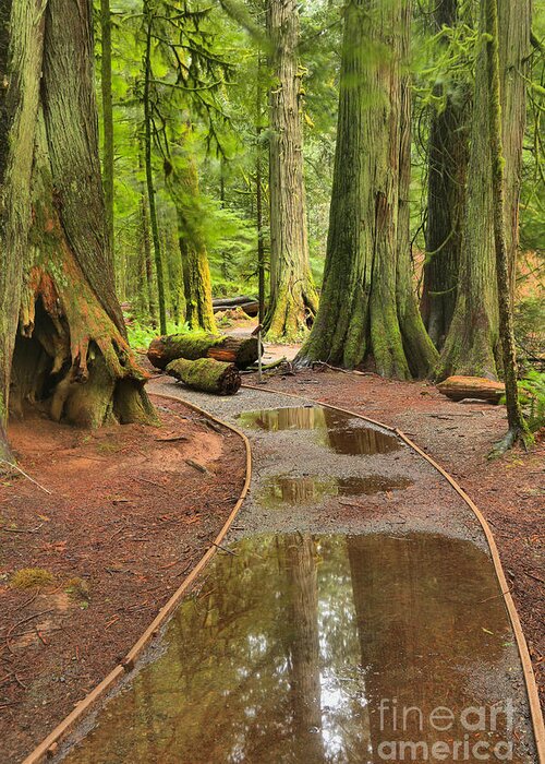 Cathedral Grove Greeting Card featuring the photograph Flooded Pathway by Adam Jewell