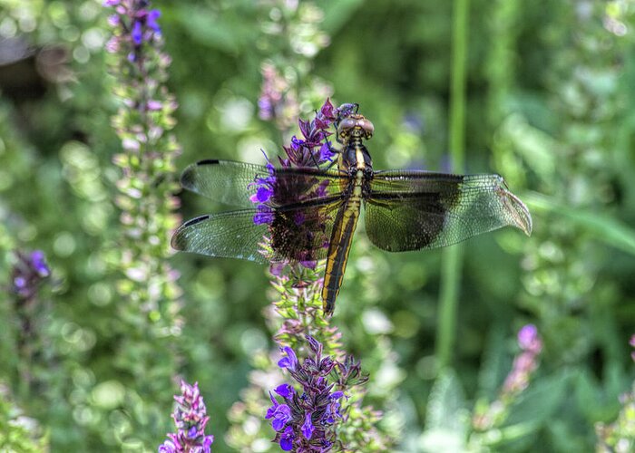 Dragonfly Greeting Card featuring the photograph Flora and Fauna by Alana Thrower