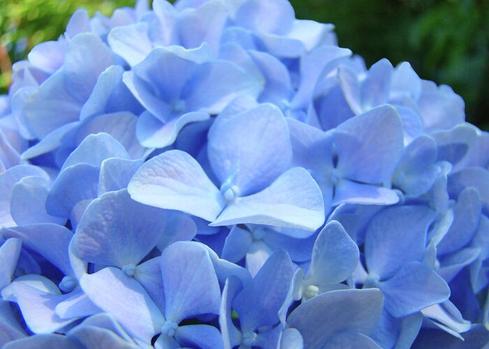 Hydrangea Greeting Card featuring the photograph FLORAL Artwork Blue HYDRANGEA Flowers Baslee Troutman by Patti Baslee