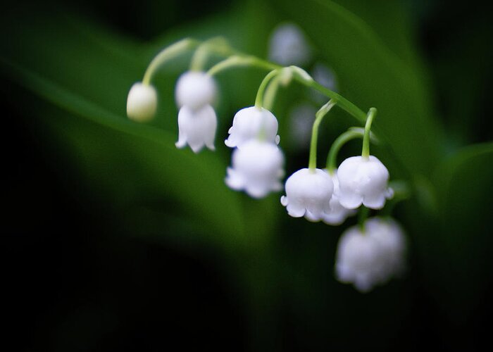 Lily Of The Valley Greeting Card featuring the photograph Floral Innocence by Pamela Taylor