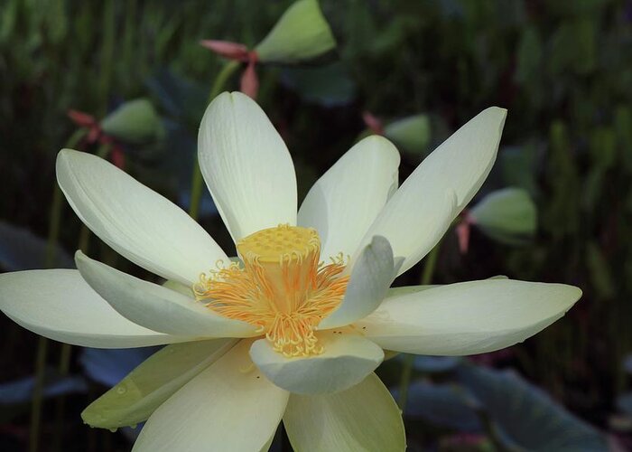 Photo For Sale Greeting Card featuring the photograph Florida Lotus by Robert Wilder Jr