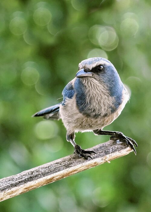 Aphelocoma Coerulescens Greeting Card featuring the photograph Florida Scrub Jay by Dawn Currie