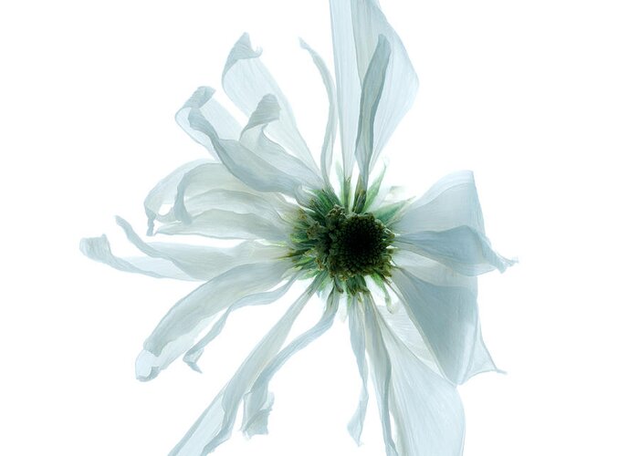 Soft Greeting Card featuring the photograph Flower head by Clayton Bastiani