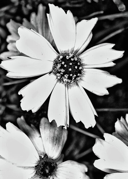 Daisy Flower In Black & White Greeting Card featuring the photograph Flower by Kevin Cable