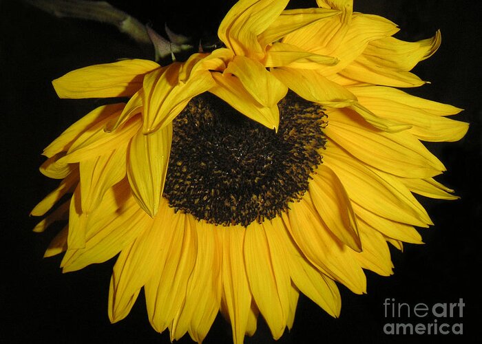 Nature Greeting Card featuring the photograph Flower Of The Sun Too by Lucyna A M Green