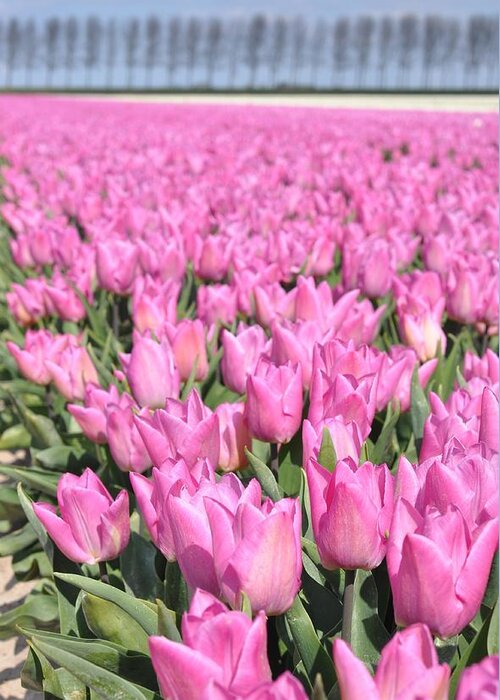 Flowerfields Greeting Card featuring the photograph Flowerfield with pink tulips by Eduard Meinema