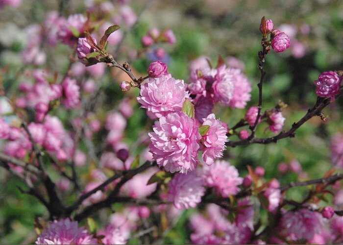 Flower Greeting Card featuring the photograph Flowering Almond by Robyn Stacey