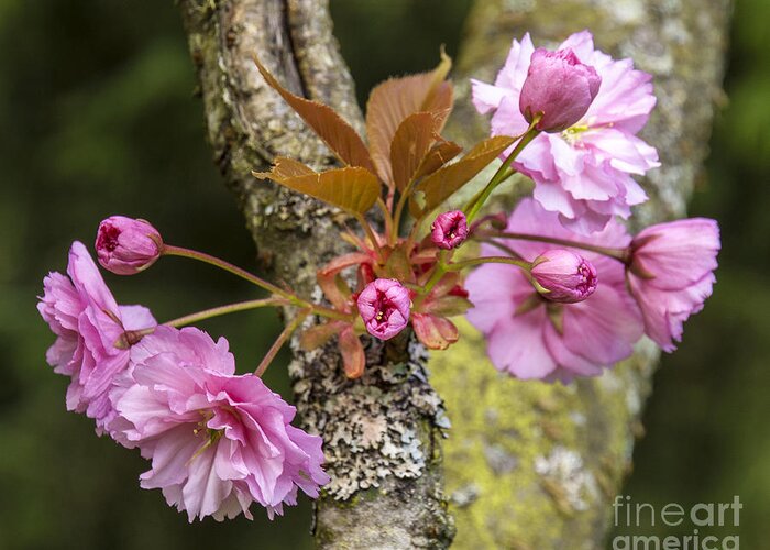 Flowering Almond Greeting Card featuring the photograph Flowering Almond V by Chuck Flewelling