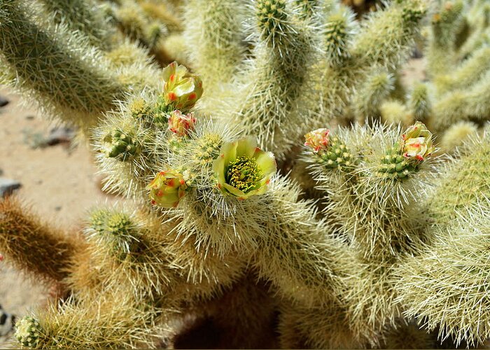 Glenn Mccathy Greeting Card featuring the photograph Flowering Cholla Cactus - Joshua Tree National Park by Glenn McCarthy Art and Photography