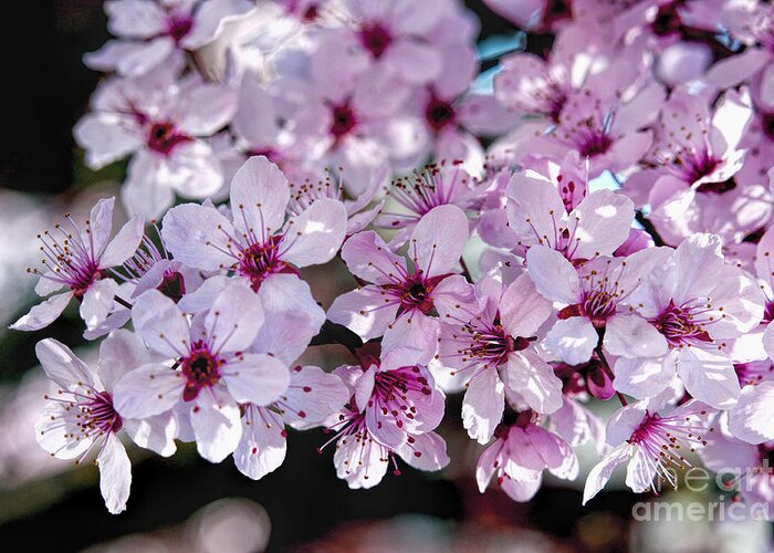 Flowering Plum Greeting Card featuring the photograph Flowering Plum by Richard Lynch