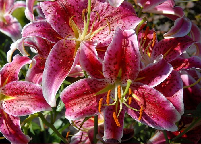 Lily Greeting Card featuring the photograph Flowers 731 by Joyce StJames