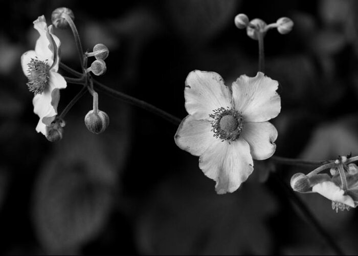 Flower Greeting Card featuring the photograph Flowers in Black and White by Edward Myers