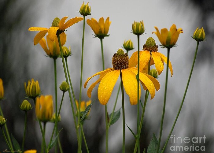 Flowers In The Rain Greeting Card featuring the photograph Flowers in the rain by Robert Meanor