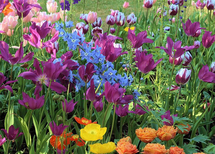 Flowers Mix From Descanso Garden Greeting Card featuring the photograph Flowers Mix From Descanso Garden by Viktor Savchenko