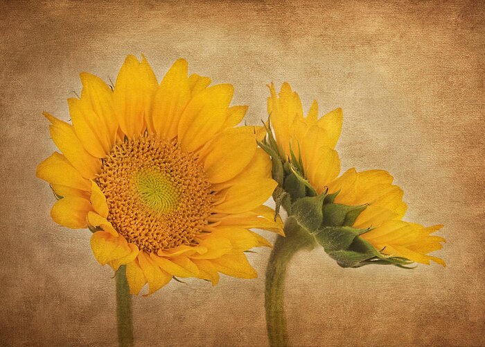 Sunflower Greeting Card featuring the photograph Flowers of the Sun by Kim Hojnacki