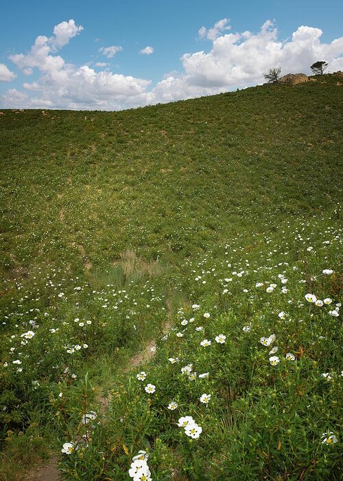 Green Greeting Card featuring the photograph Flowery Hills by Carlos Caetano