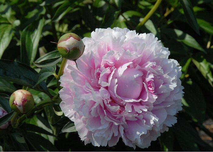 Peony Greeting Card featuring the photograph Flowetrs 713 by Joyce StJames