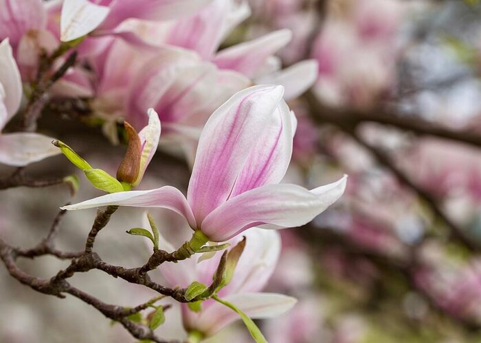 Flowing Magnolia Greeting Card featuring the photograph Flowing magnolia by Lynn Hopwood
