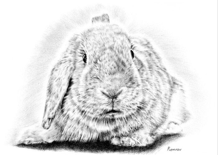 Pencil Drawing Greeting Card featuring the drawing Fluffy Bunny by Casey 'Remrov' Vormer