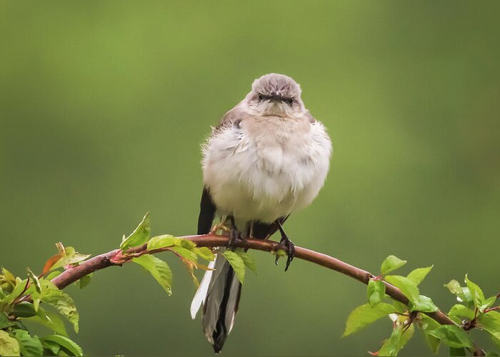 Terry D Photography Greeting Card featuring the photograph Fluffy Mockingbird by Terry DeLuco