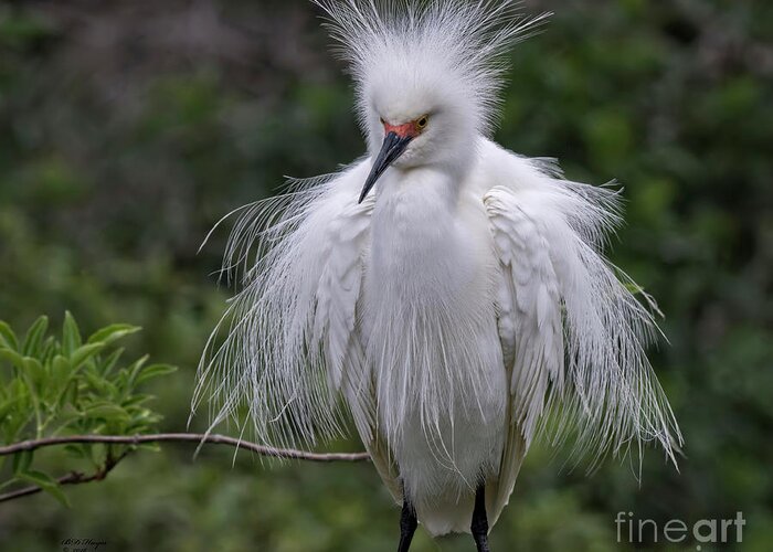 Snowy Greeting Card featuring the photograph Fluffy Snowy Egret by DB Hayes