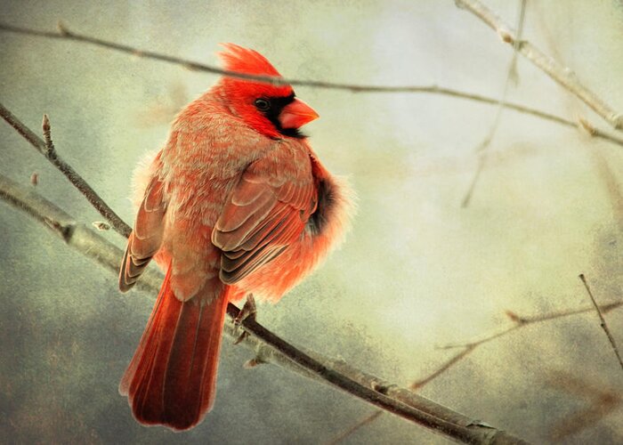 Cardinal Greeting Card featuring the photograph Fluffy winter Cardinal by Al Mueller