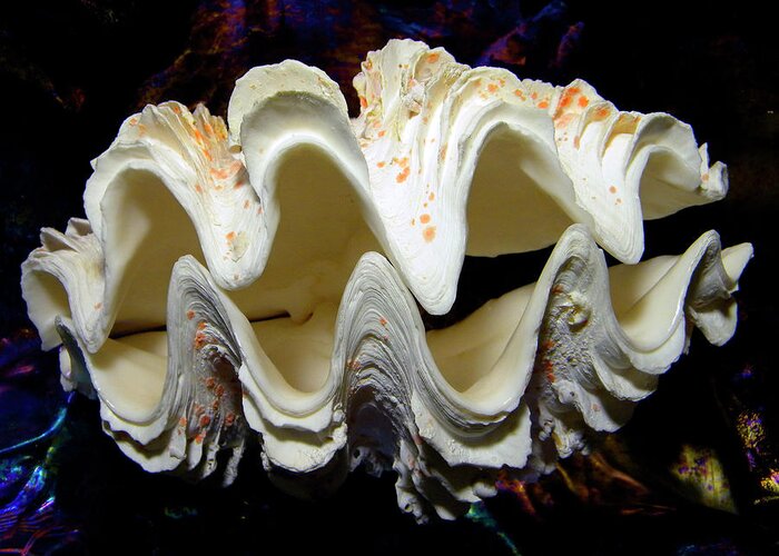 Frank Wilson Greeting Card featuring the photograph Fluted Giant Clam Shell by Frank Wilson