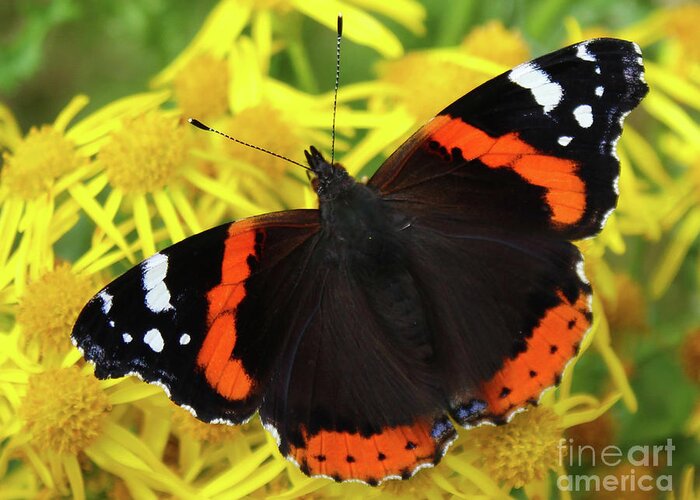 Donegal On Your Wall Greeting Card featuring the photograph Red Admiral Flutter Donegal by Eddie Barron