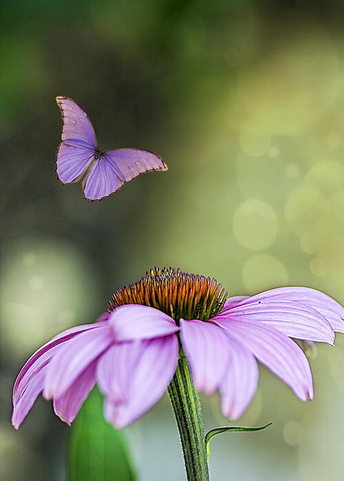 Flower Greeting Card featuring the photograph Flutterby by Cathy Kovarik