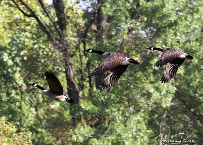 Geese Greeting Card featuring the photograph Fly Away by Jackson Pearson
