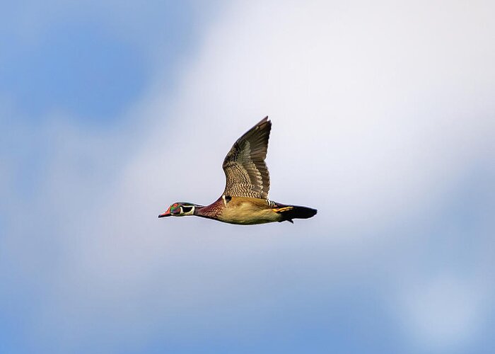 Wood Duck Box Greeting Card featuring the photograph Fly By Wood Duck by Jerry Cahill