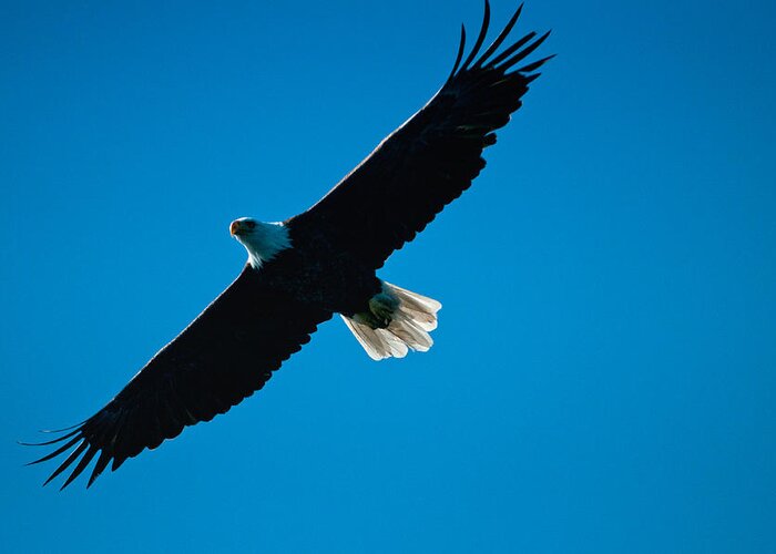 Eagle Greeting Card featuring the photograph Fly Over by Paul Mangold