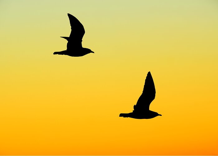 Bird Greeting Card featuring the photograph Flying at Sunset by Steven Michael