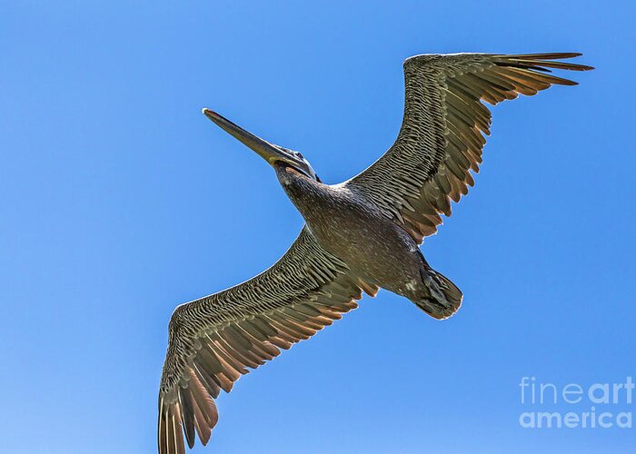 Brown Pelican Greeting Card featuring the photograph Flying Dino by Kate Brown