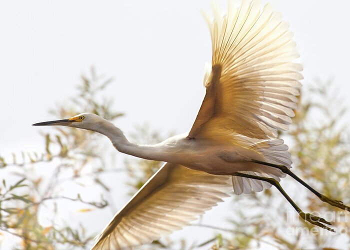 Egret Photography Greeting Card featuring the photograph Flying Egret by Jerry Cowart